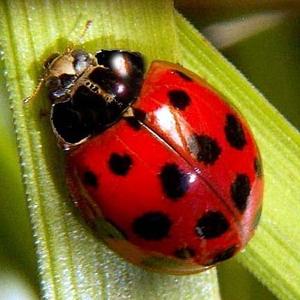 Pictures Of The Largest Ladybug 20